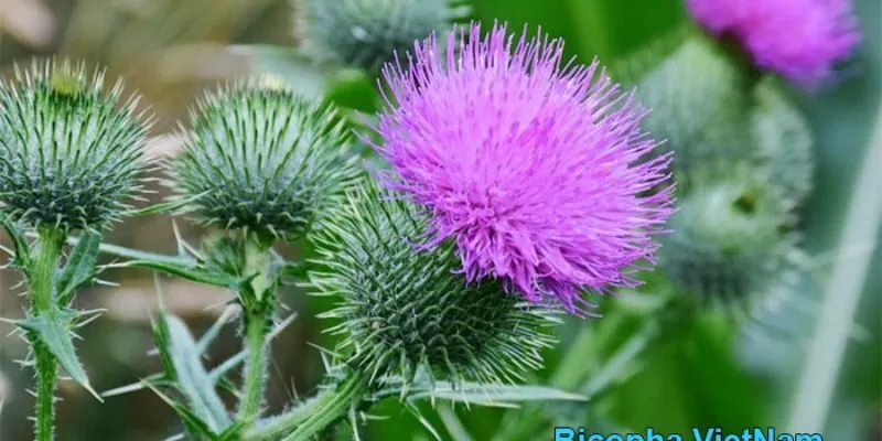 Cây Kế Sữa Có Tốt Không - Thông tin chi tiết