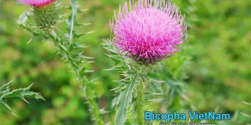 Cây Hạt kế sữa gan là gì, đặc điểm