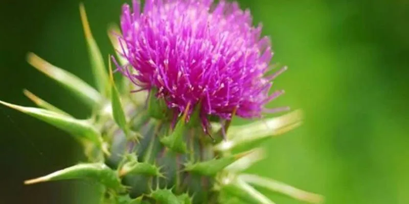 Cây Kế Sữa Mọc Ở Đâu - Mua zirkulin leber vital chính hãng từ nhà phân phối