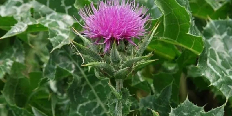 Cây Kế Sữa Mọc Ở Đâu – tìm hiểu về nguồn gốc loại cây thảo dược quý