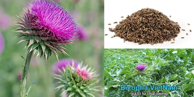 Cây kế sữa mua ở đâu tại Việt Nam đảm bảo chất lượng với giá bán tốt nhất.