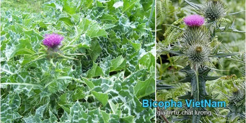 Cây Kế Sữa Mua Ở Đâu? Từ vườn tiểu cảnh, vườn thảo dược.