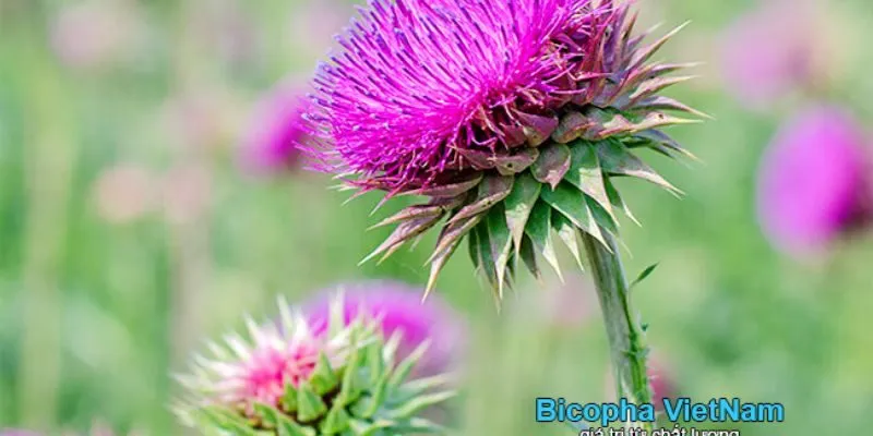 Cây Kế Sữa Ở Việt Nam có hoa màu tím, nhiều gai