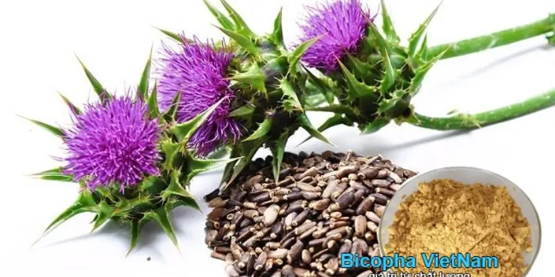 Cây Kế Sữa Ở Việt Nam có tác dụng hỗ trợ chức năng gan, thải độc gan