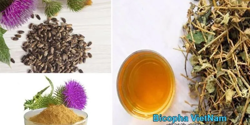 Cây Kế Sữa Và Cà Gai Leo được sấy khô dạng thuốc nam sắc uống.