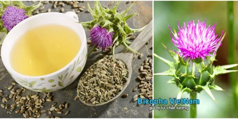 Hạt kế sữa gan bao nhiêu Hàm Lượng Silymarin