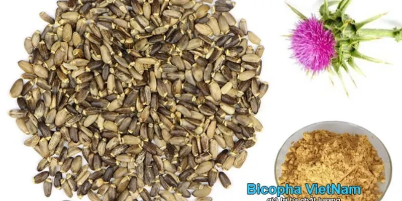 Hạt kế sữa trồng tại Việt Nam sau khi được thu hoạch