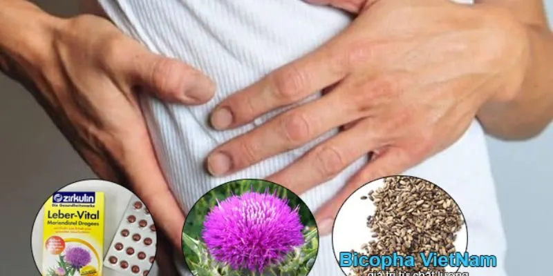 Tác dụng của 1 Hàm Lượng Silymarin trong kế sữa giúp khử độc gan