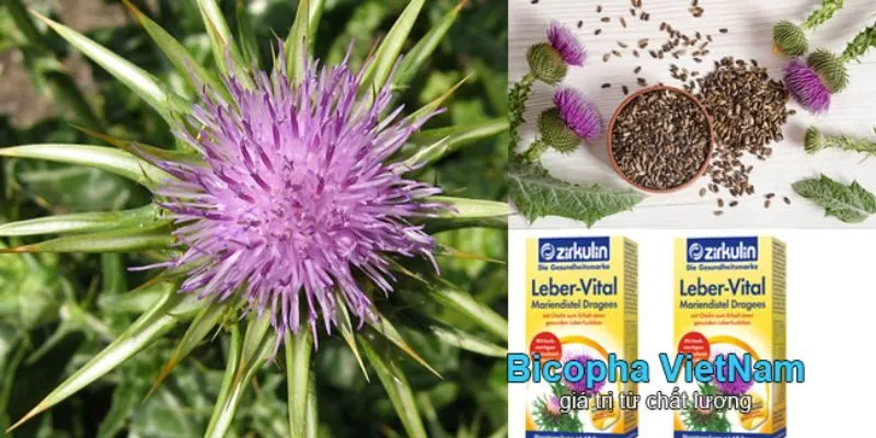 Thuốc bổ gan từ Cây Kế Sữa Có Tốt Không?