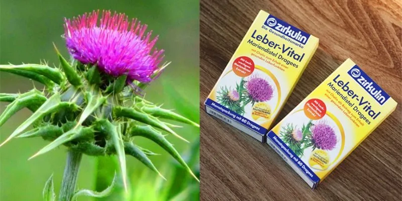 Thuốc zirkulin leber vital chiết xuất từ Cây Kế Sữa Ở Việt Nam