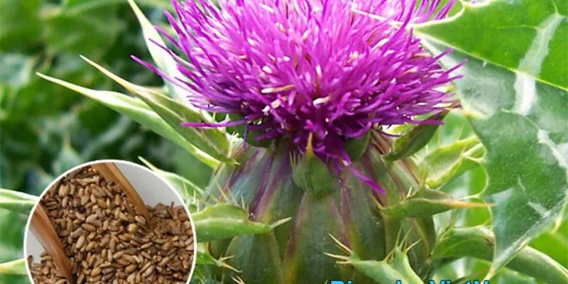 Tìm hiểu về hàm lượng silymarin trong kế sữa bổ gan